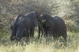 Elephant fight 2