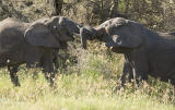 Elephant fight 4