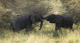 Elephant fight 6