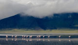 Flamingos on parade