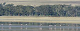 Flamingos