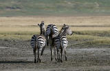 Zebra squeeze