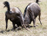 Wildebeest turf battle