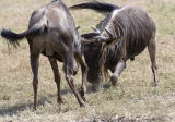 Wildebeest turf battle