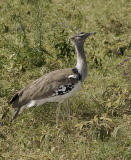 Kori Bustard
