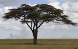 Acacia tree with grass fire in background