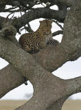 Leopard in tree