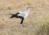 Secretary Bird after eating a baby rabbit