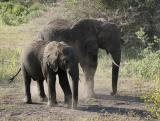 Elephant mother and child