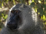 Baboon portrait