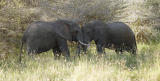 Elephants fighting