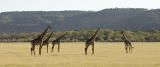 Giraffes