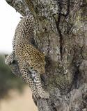 Leopard leaving tree