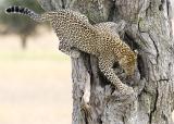 Leopard leaving tree