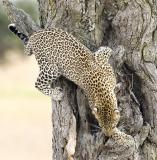 Leopard leaving tree