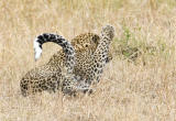 Leopard swatting a bee