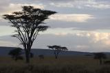 Serengeti at days end