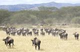 Wildebeest migration