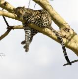 Leopard resting in tree