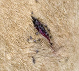 Flies feeding on lion wound
