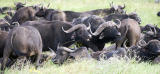 Cape Buffalo
