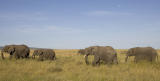 Elephants under the moon