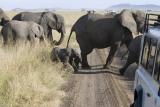 They ignore the safari!