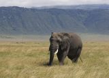 Elephant in the crater