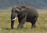 Elephant in the crater