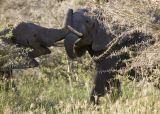 Elephant fight