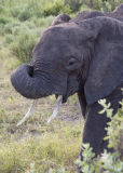 Elephant Lake Manyara