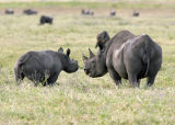 Rhino mother and child