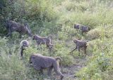 Baboon troop