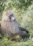 Baboon