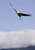 Crane over the crater