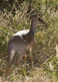 DikDik