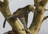 Another branch