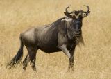 Wildebeest