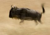 Running Wildebeest
