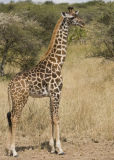 Giraffe profile