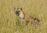 Hyena