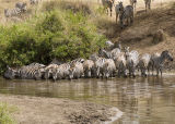 Getting a drink