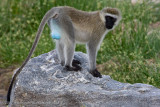 02  Blue Monkey