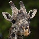 04  Giraffe Portrait