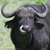 12  Cape Buffalo