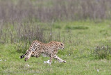 15  Cheetah Chase