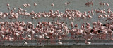 17  Greater and Lesser Flamingos