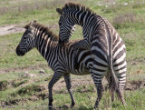 27  Zebra Play