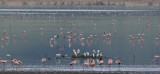 33  Flamingos and Egrets at the Lake