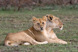 49  Lions Watching
